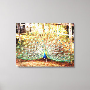 Peacock Stretched-Kanvastryck Canvastryck