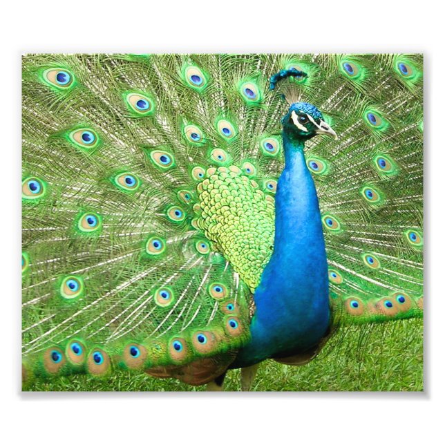Peacock String Fototryck (Framsidan)