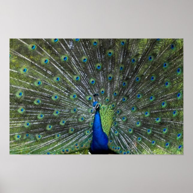 Peacock String Poster (Framsidan)