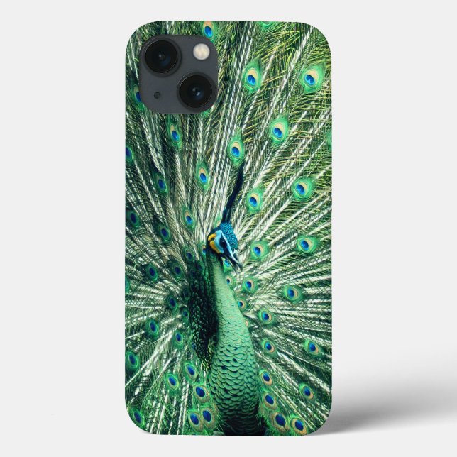 Peacock Strut (Baksida)
