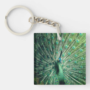 Peacock Strut