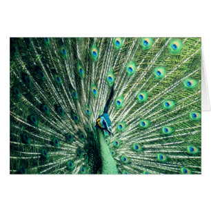 Peacock Strut Hälsningskort