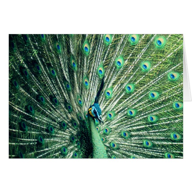 Peacock Strut Hälsningskort (Framsidan Horizontal)
