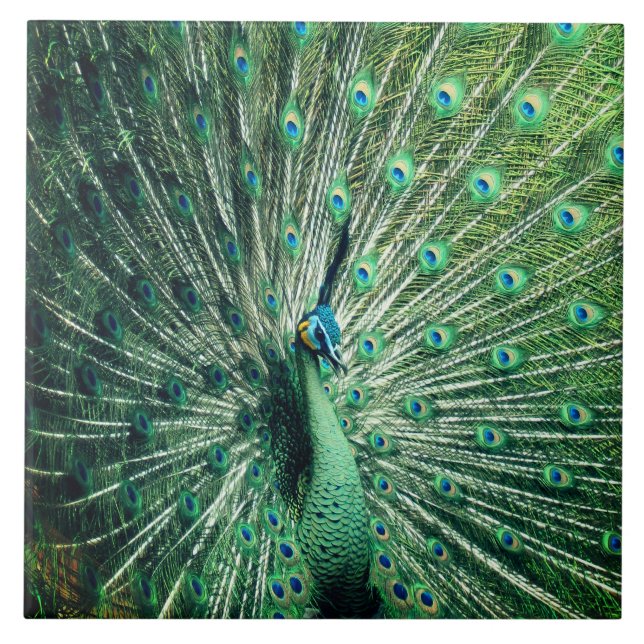 Peacock Strut Kakelplatta (Framsidan)