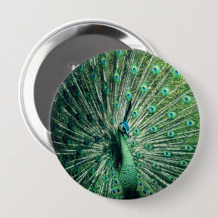 Peacock Strut Knapp