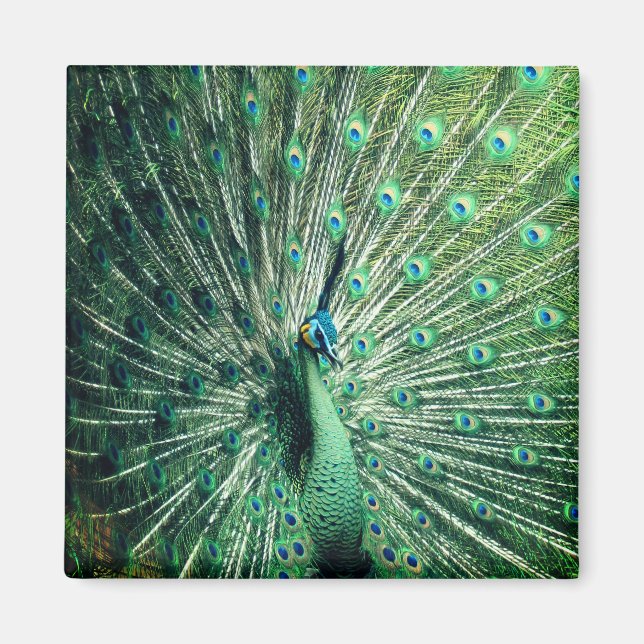 Peacock Strut Magnet (Framsidan)