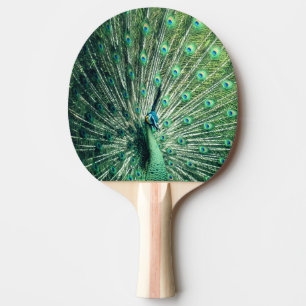 Peacock Strut Pingisracket