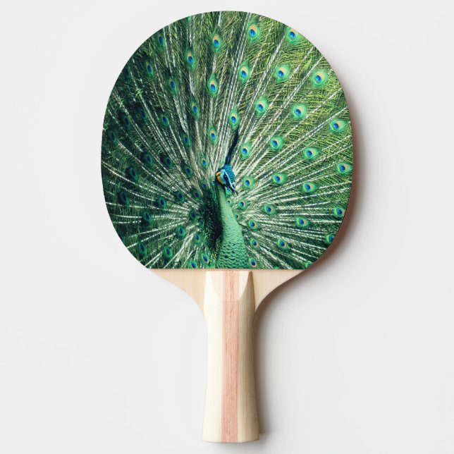 Peacock Strut Pingisracket (Framsidan)