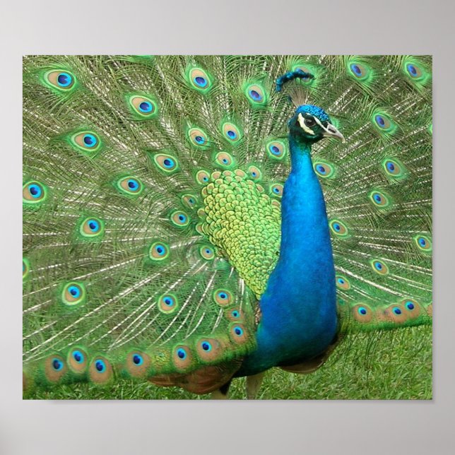 Peacock Strut Poster (Framsidan)