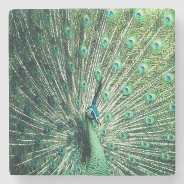 Peacock Strut Stenunderlägg (Framsidan)