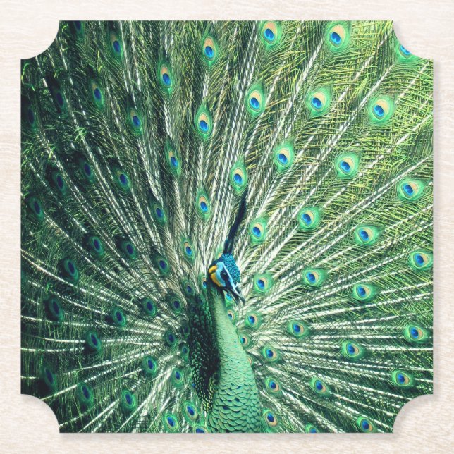 Peacock Strut Underlägg Papper (Framsida)