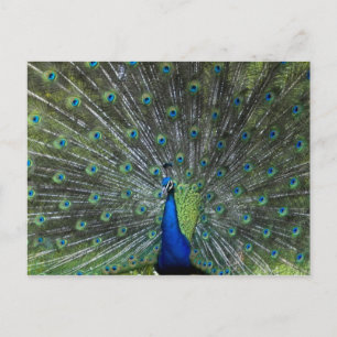 Peacock Strutting Vykort