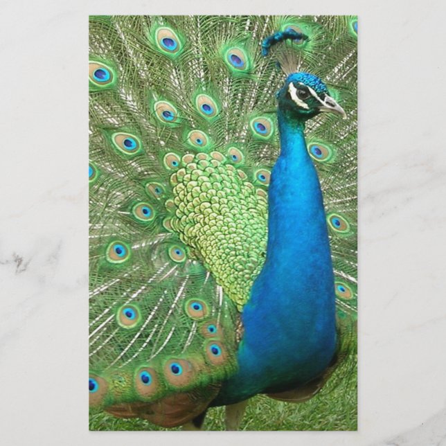 Peacock stryper sin Saker (Framsida)