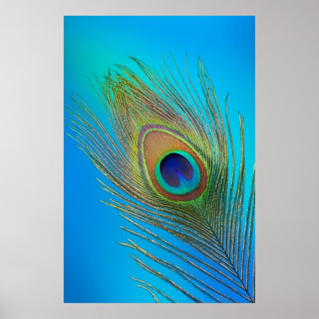 Peacock Svan Feather Poster (Framsidan)