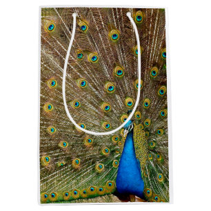 Peacock Svan Feathers
