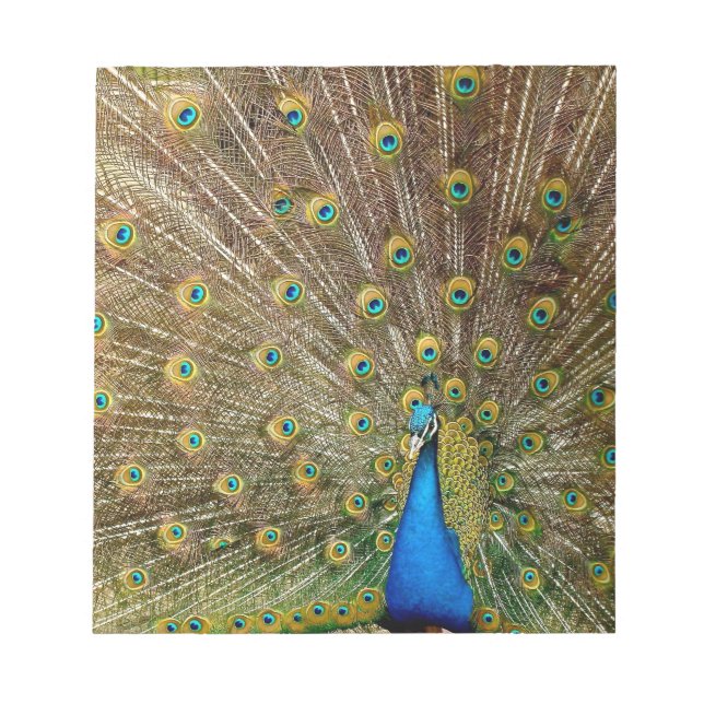 Peacock Svan Feathers Anteckningsblock (Framsida)