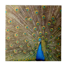 Peacock Svan Feathers Kakelplatta
