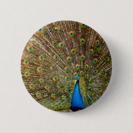 Peacock Svan Feathers Knapp