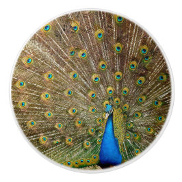 Peacock Svan Feathers Knopp
