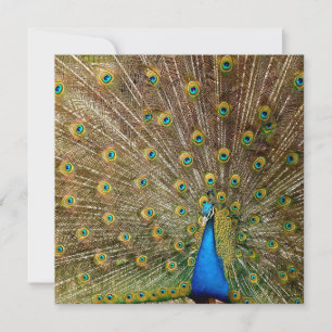 Peacock Svan Feathers Kort