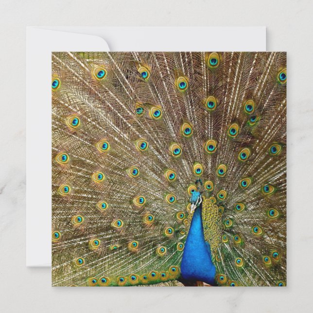 Peacock Svan Feathers Kort (Framsida)