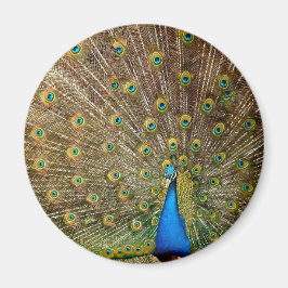 Peacock Svan Feathers Magnet