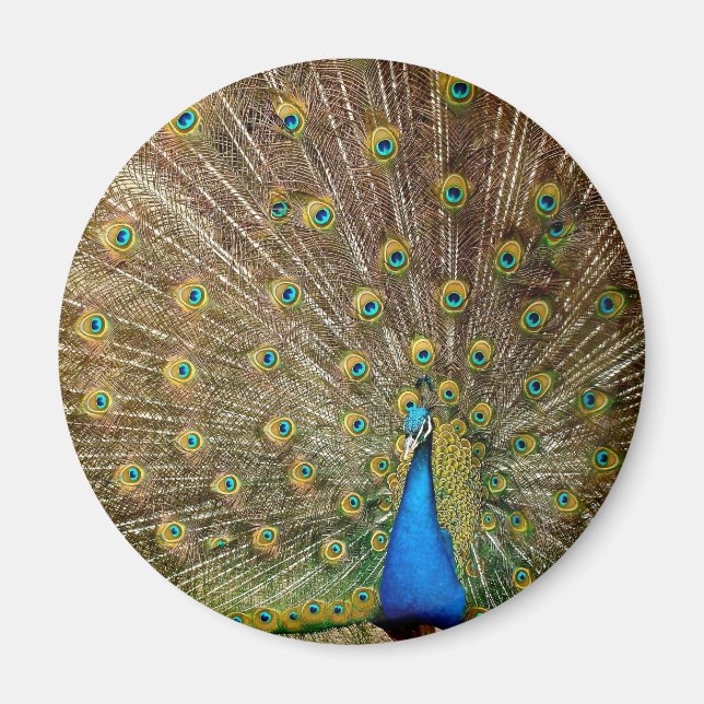 Peacock Svan Feathers Magnet (Framsidan)