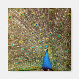 Peacock Svan Feathers Magnet