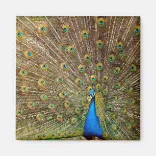Peacock Svan Feathers Magnet