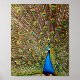 Peacock Svan Feathers Poster