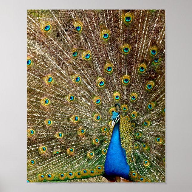 Peacock Svan Feathers Poster (Framsidan)