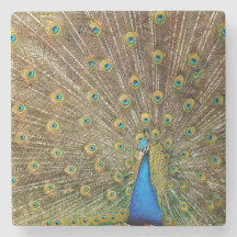 Peacock Svan Feathers