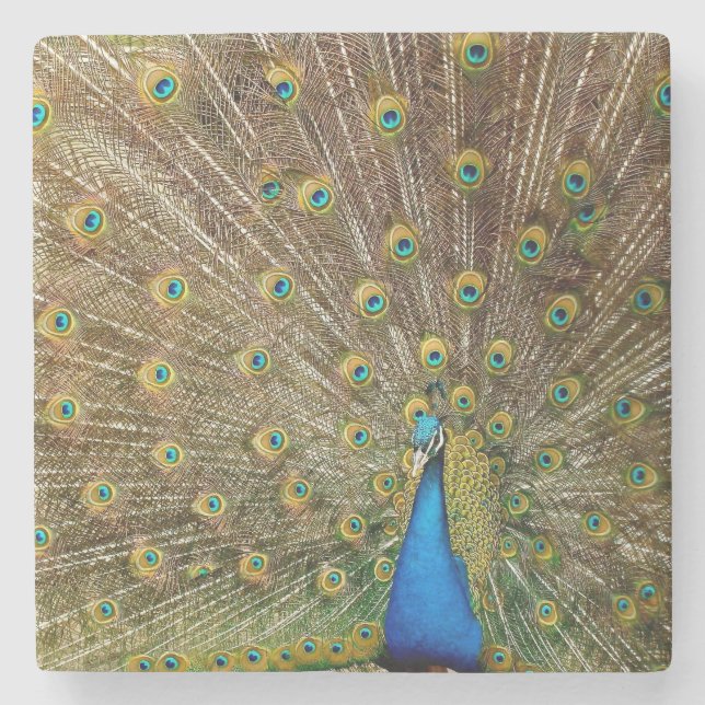 Peacock Svan Feathers Stenunderlägg (Framsidan)