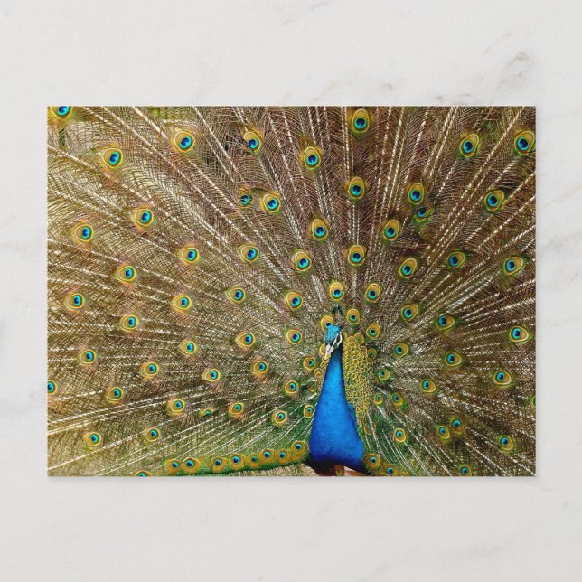 Peacock Svan Feathers Vykort (Framsida)