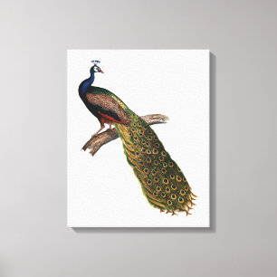 Peacock Symbolism Canvastryck