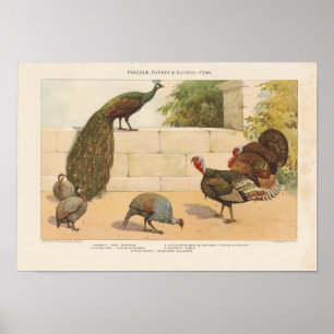 Peacock, Turkiet, ang Guinea-Fowl Poster