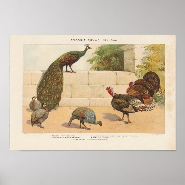 Peacock, Turkiet, ang Guinea-Fowl Poster (Framsidan)