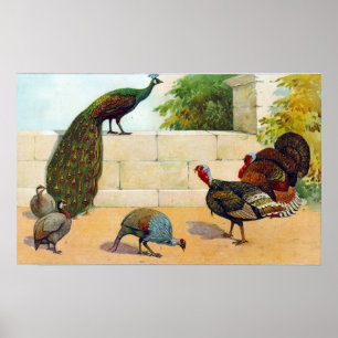 Peacock, Turkiet, Guineas Poster