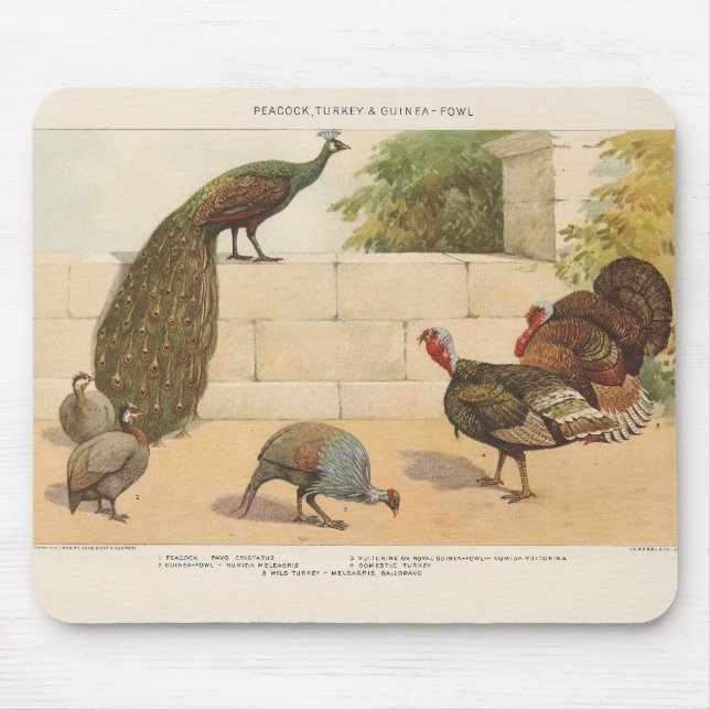 Peacock, Turkiet och Guinea Fowl Musmatta (Framsidan)