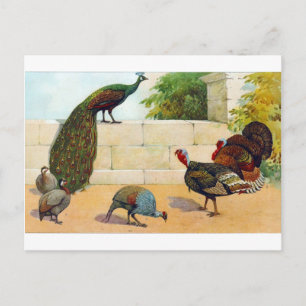 Peacock, Turkiet och Guinea Fowl Vykort