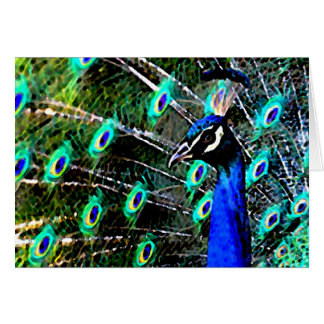Peacock - Up Close and Personal OBS Kort