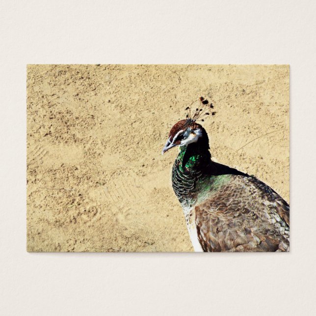 Peacock Visitkort (Framsidan)