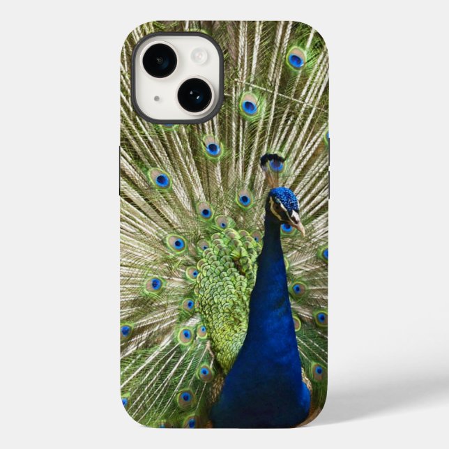 Peacock Visning (Baksida)