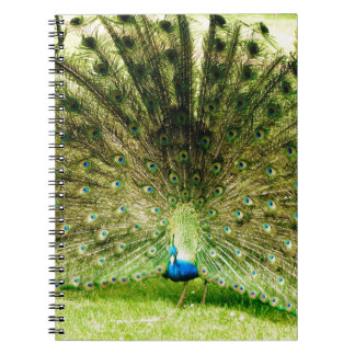 Peacock Visning Färg Anteckningsbok