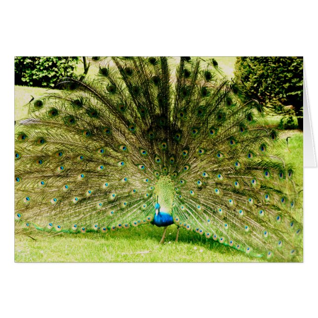 Peacock Visning Färg Hälsningskort (Framsidan Horizontal)