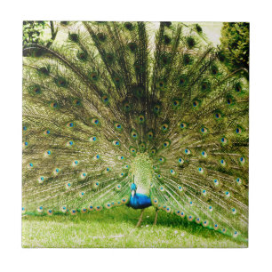 Peacock Visning Färg Kakelplatta