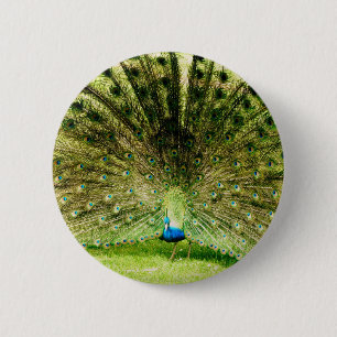 Peacock Visning Färg Knapp
