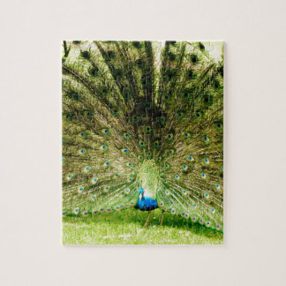 Peacock Visning Färg Pussel