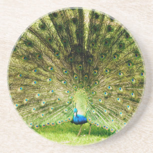 Peacock Visning Färg Underlägg Sandsten
