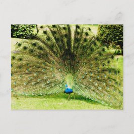 Peacock Visning Färg Vykort